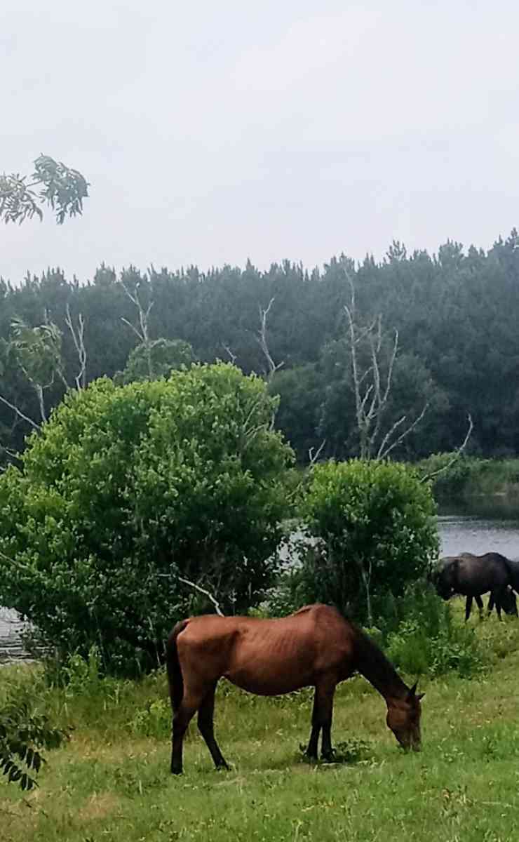 quartef horse mare - Tenaha, Texas