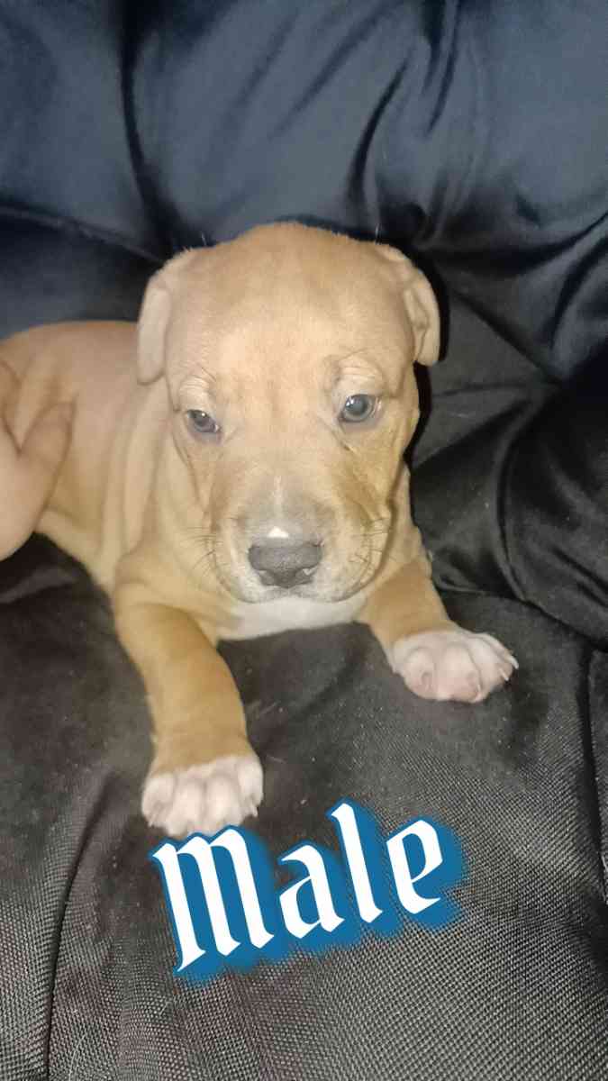 pitbull terriers red nose puppies - Chicago, Illinois - FleaMarketBay