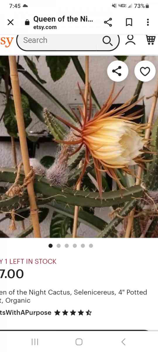 princess of the night cactus - Tampa, Florida