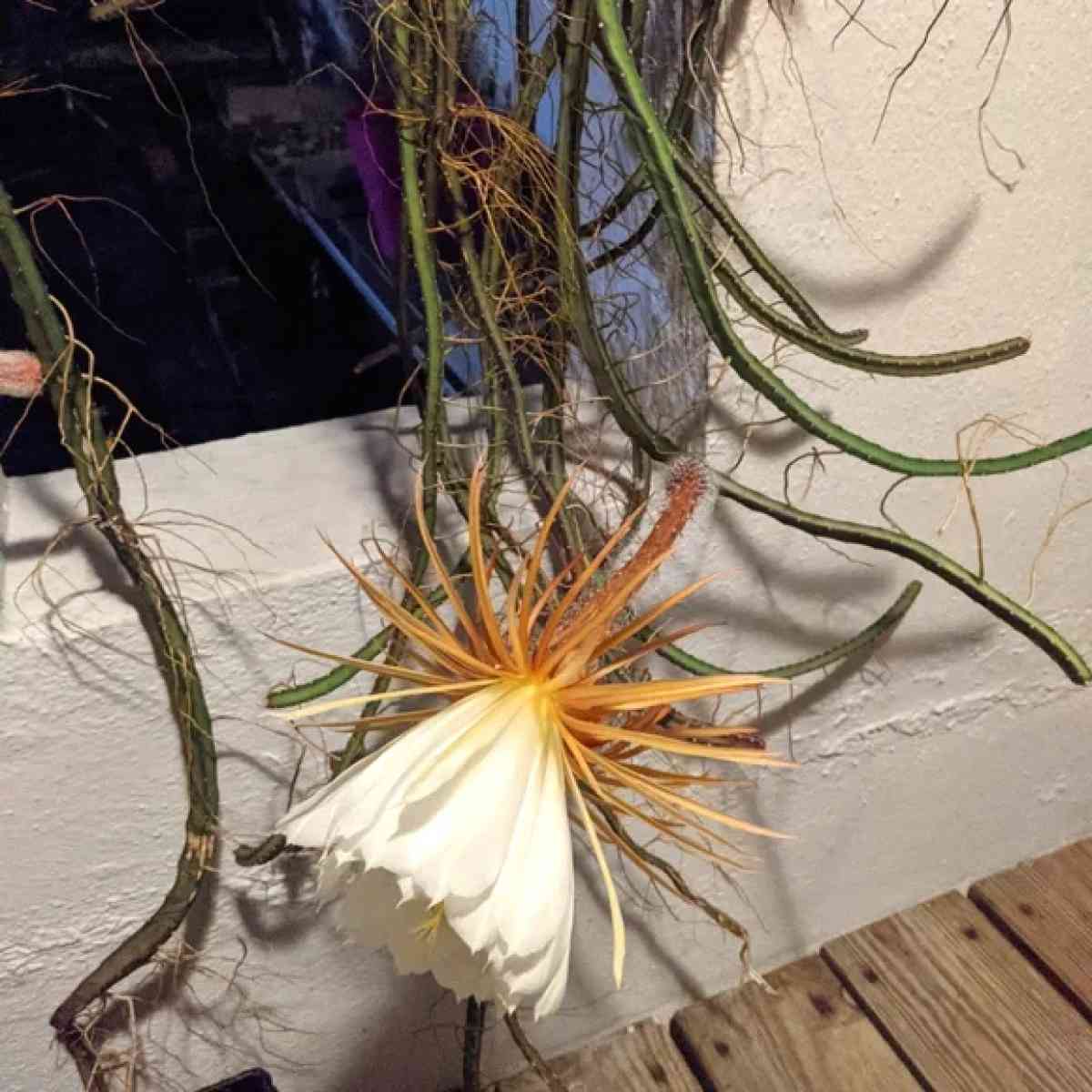 princess of the night cactus - Tampa, Florida - FleaMarketBay