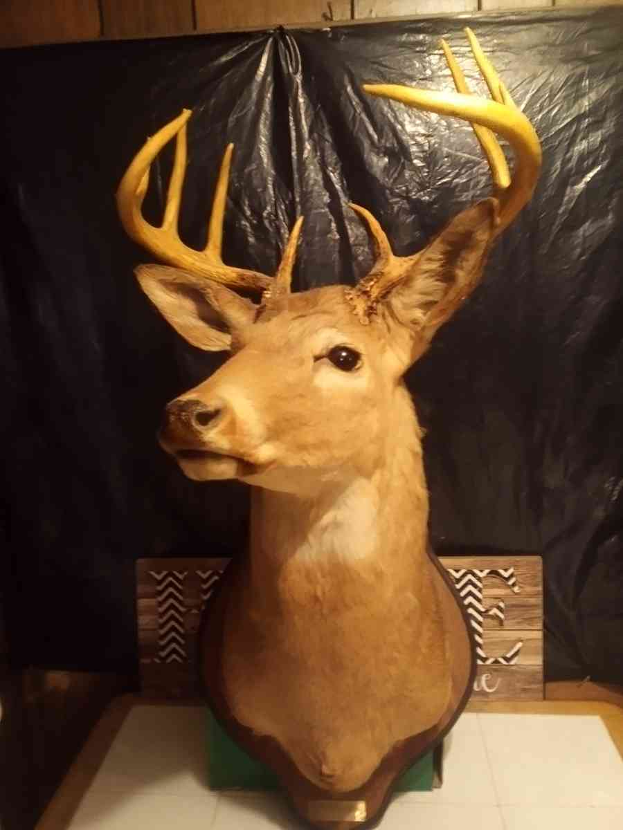 1981 Mounted White tail Deer - Jackson, Louisiana