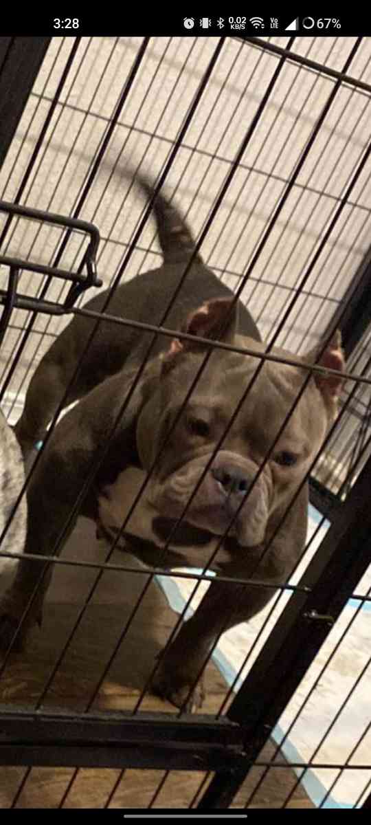 bulldog and pocket bully - Houston, Texas