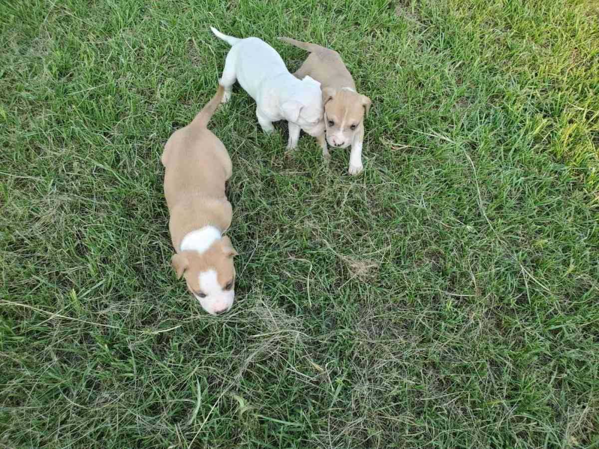 Puppies - Warner Robins, Georgia - FleaMarketBay