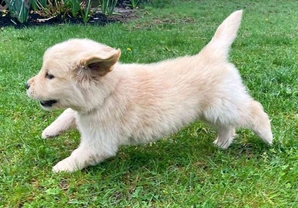golden retriever puppy - Tampa, Florida - FleaMarketBay