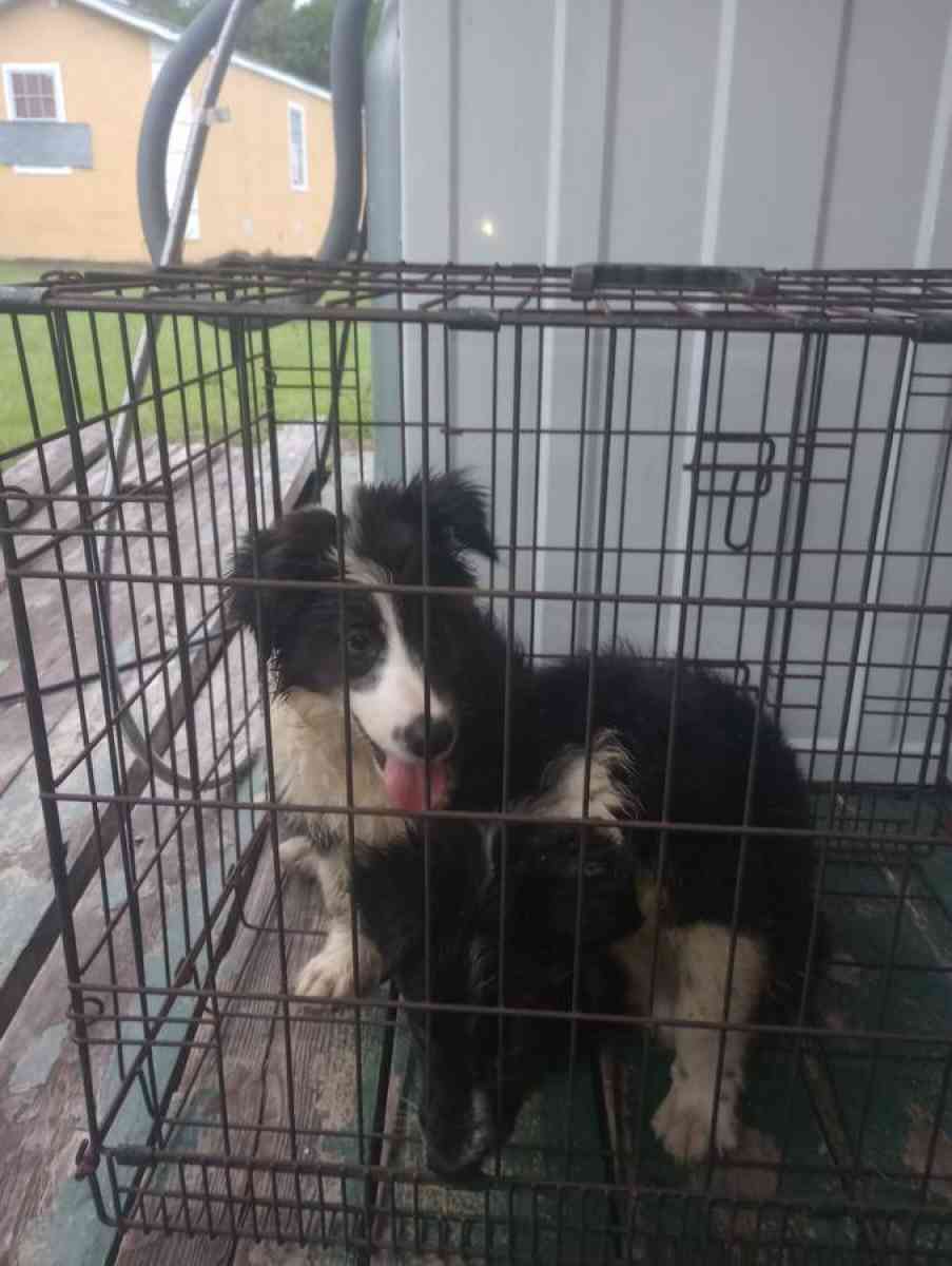 Border Collies puppies - Clewiston, Florida - FleaMarketBay