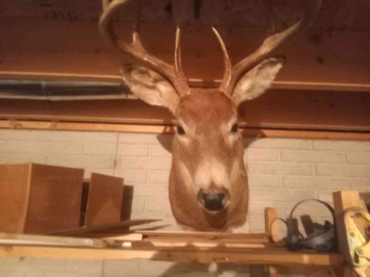white tail deer mount 8 point - Cleveland, Ohio