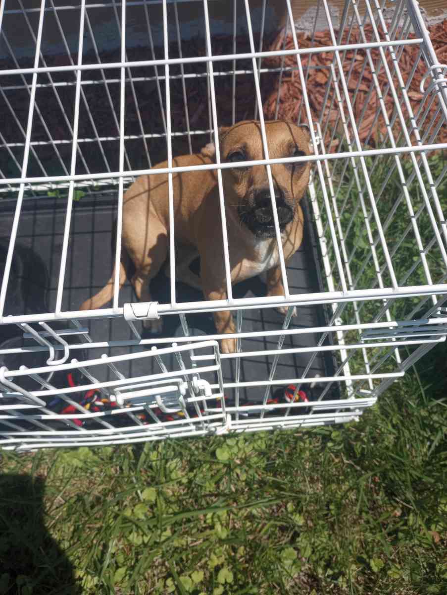 almost 1yr old Chihuahua - Chicago, Illinois - FleaMarketBay