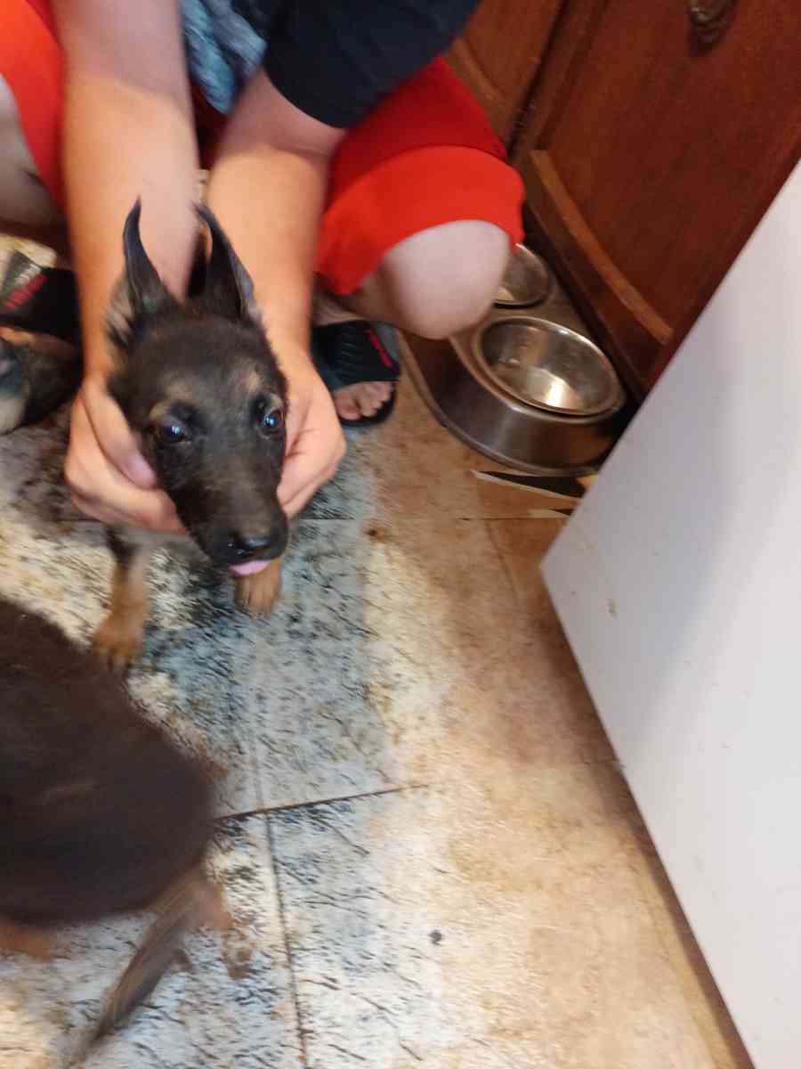 11 weeks old pure breed German Shepherds puppies - Pampa, Texas