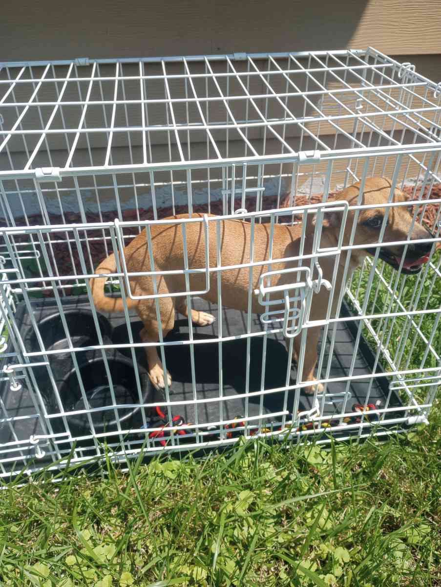 almost 1yr old Chihuahua - Chicago, Illinois - FleaMarketBay