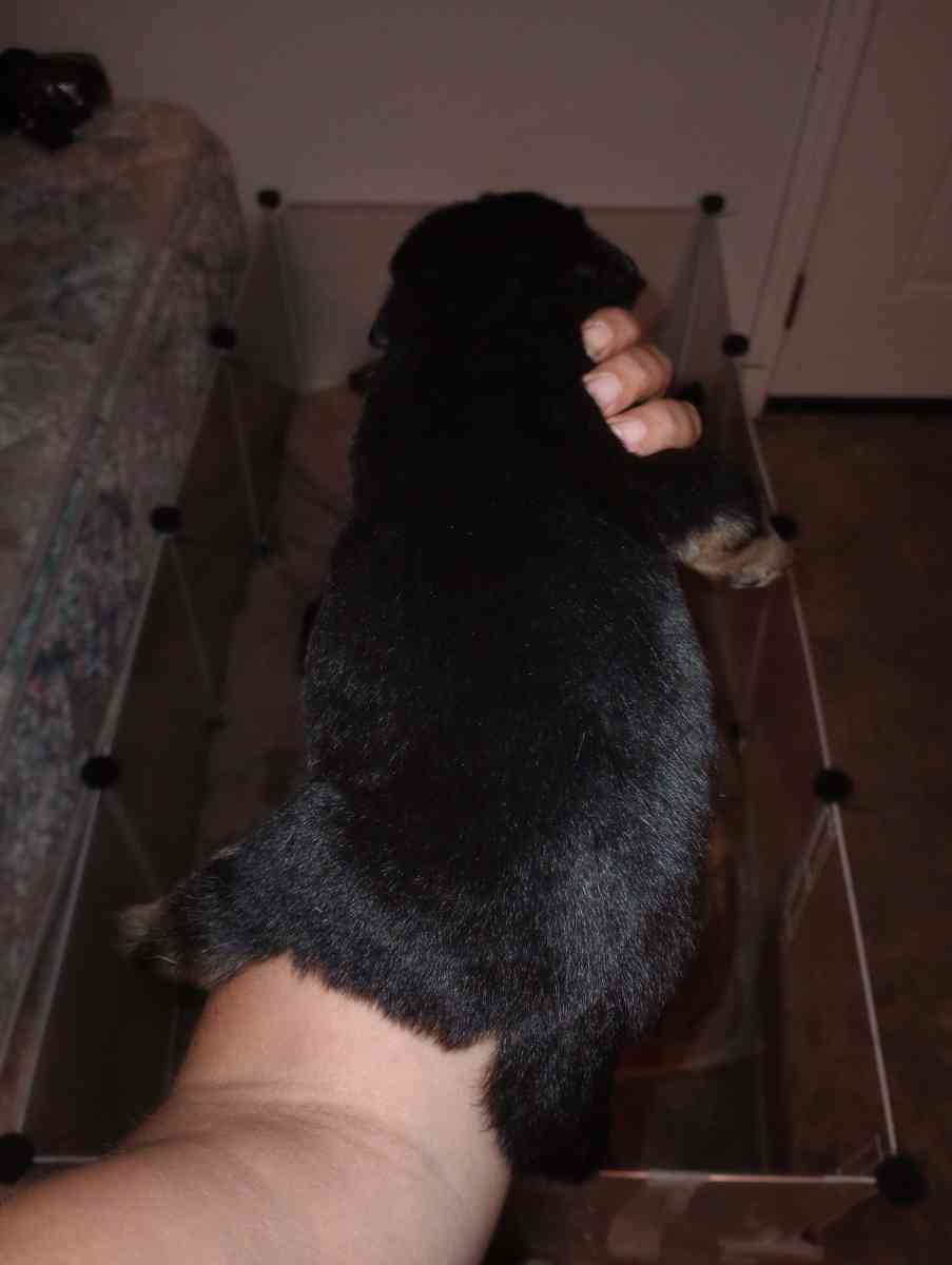 Rottskies - Durant, Oklahoma