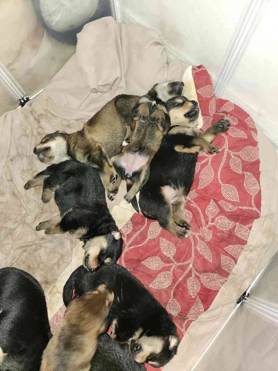 Rottskies - Durant, Oklahoma - FleaMarketBay