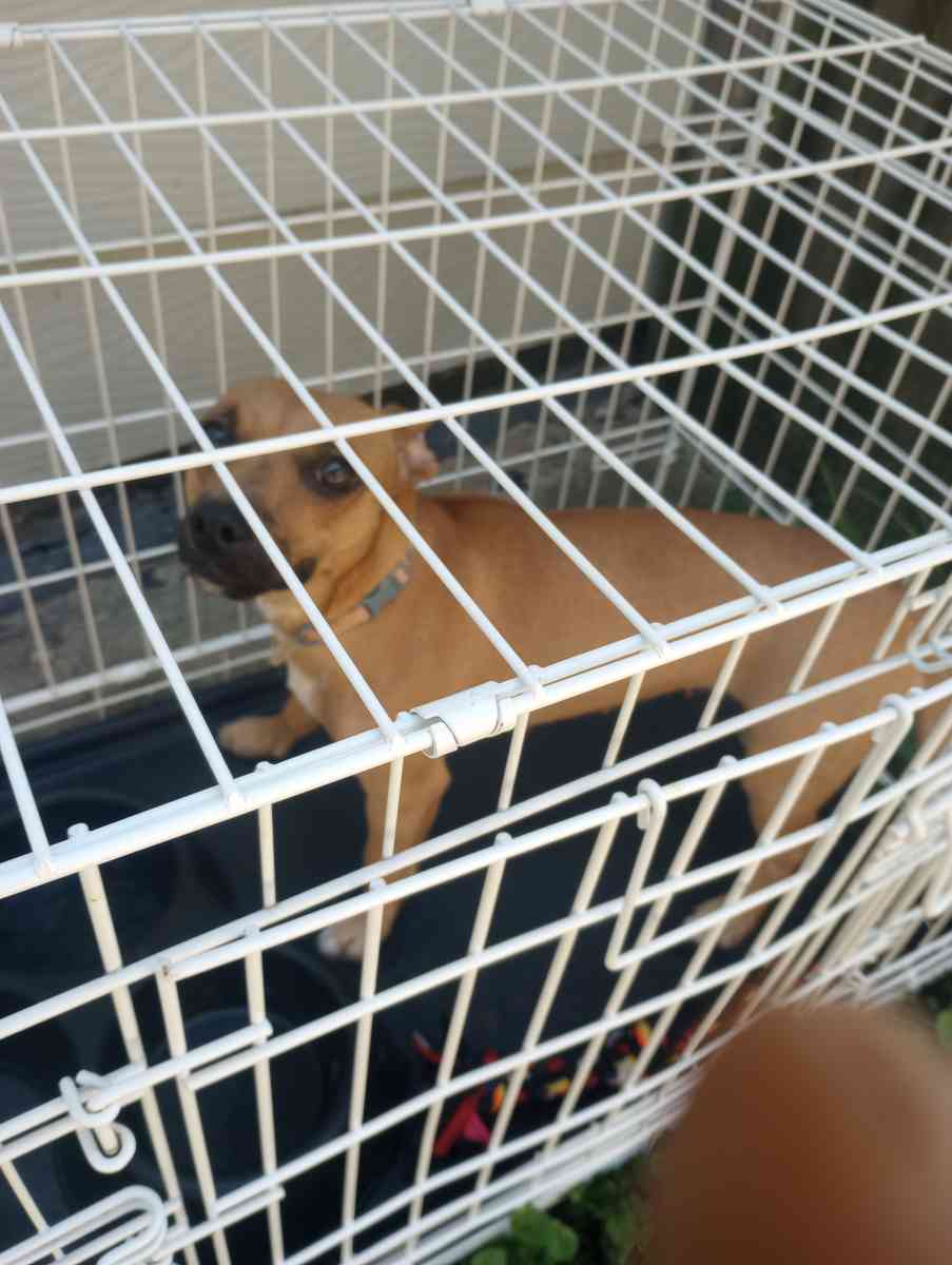 almost 1yr old Chihuahua - Chicago, Illinois