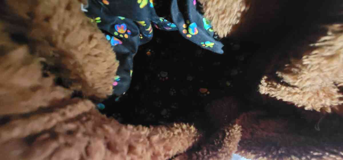 Hoodie Bookbags - Cincinnati, Ohio - FleaMarketBay