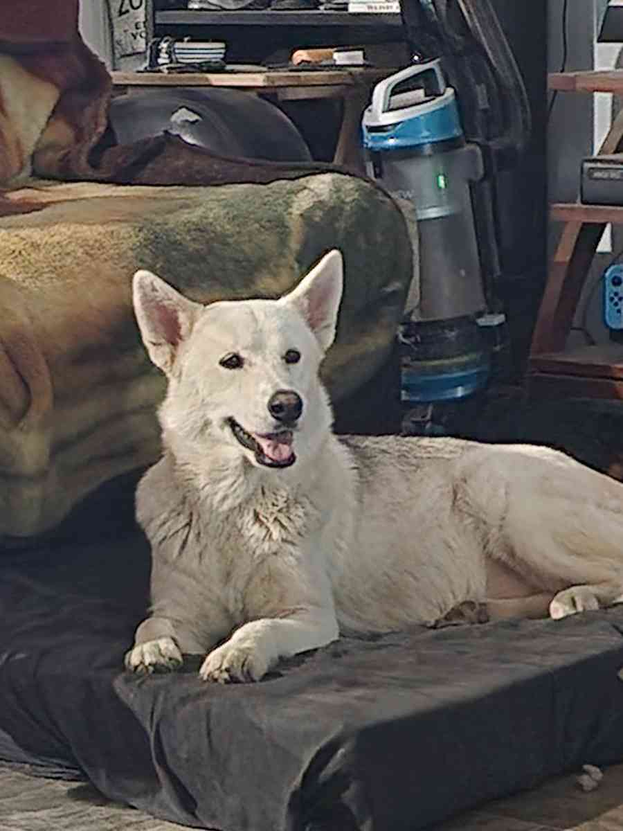 Rottskies - Durant, Oklahoma - FleaMarketBay