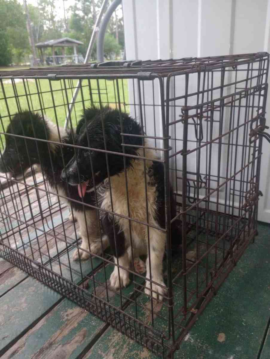 Border Collies puppies - Clewiston, Florida - FleaMarketBay