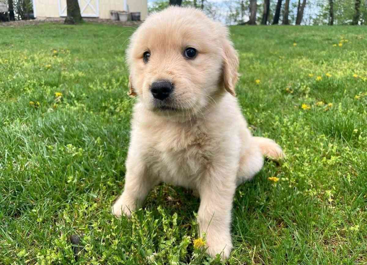 golden retriever puppy - Tampa, Florida - FleaMarketBay