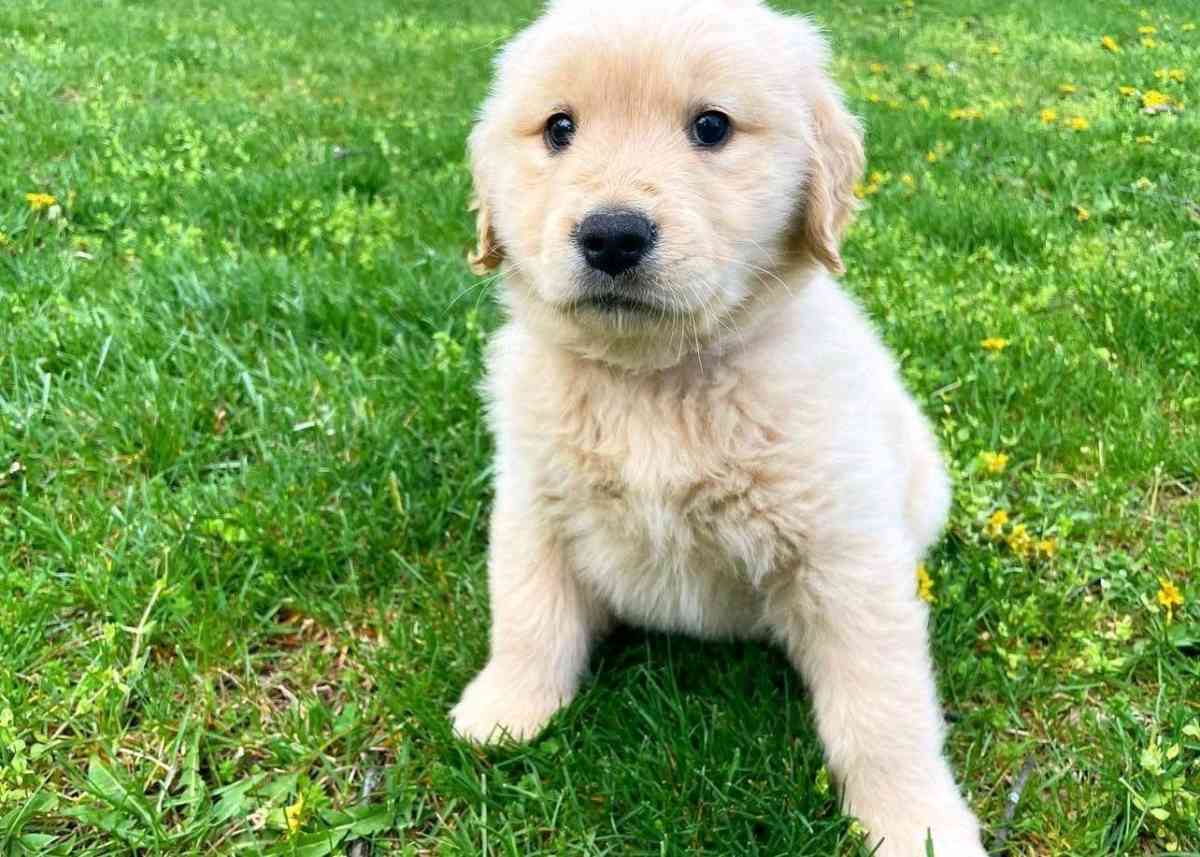 golden retriever puppy - Tampa, Florida - FleaMarketBay