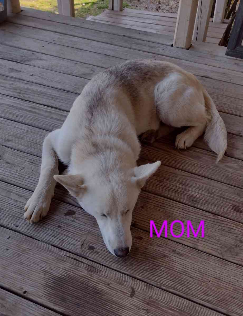 Rottskies - Durant, Oklahoma - FleaMarketBay