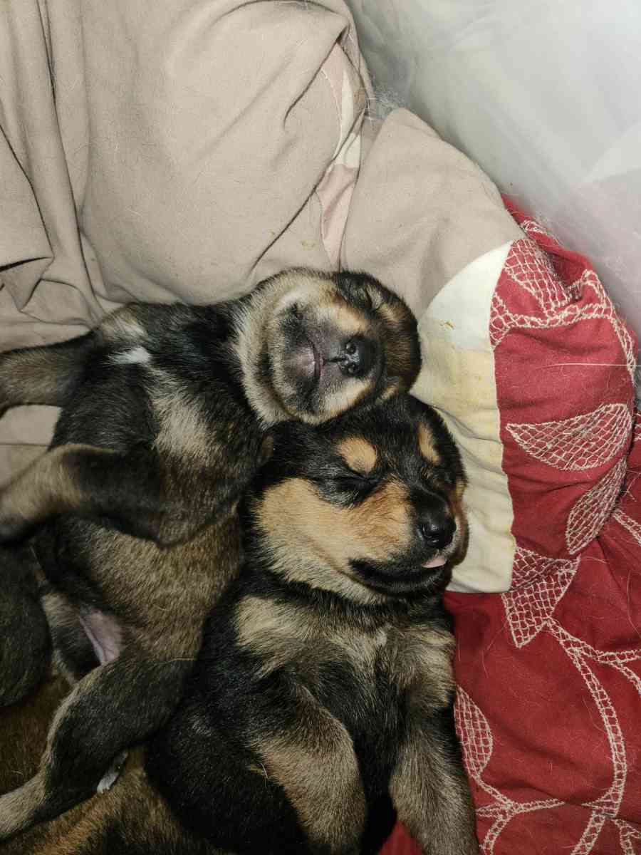 Rottskies - Durant, Oklahoma - FleaMarketBay