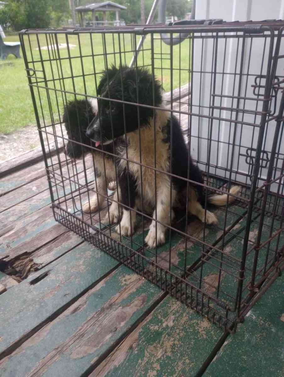 Border Collies puppies - Clewiston, Florida