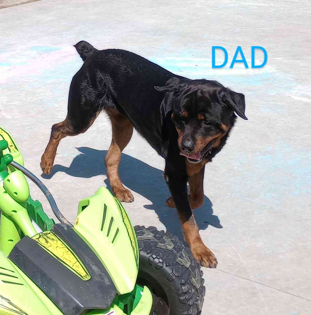 Rottskies - Durant, Oklahoma - FleaMarketBay