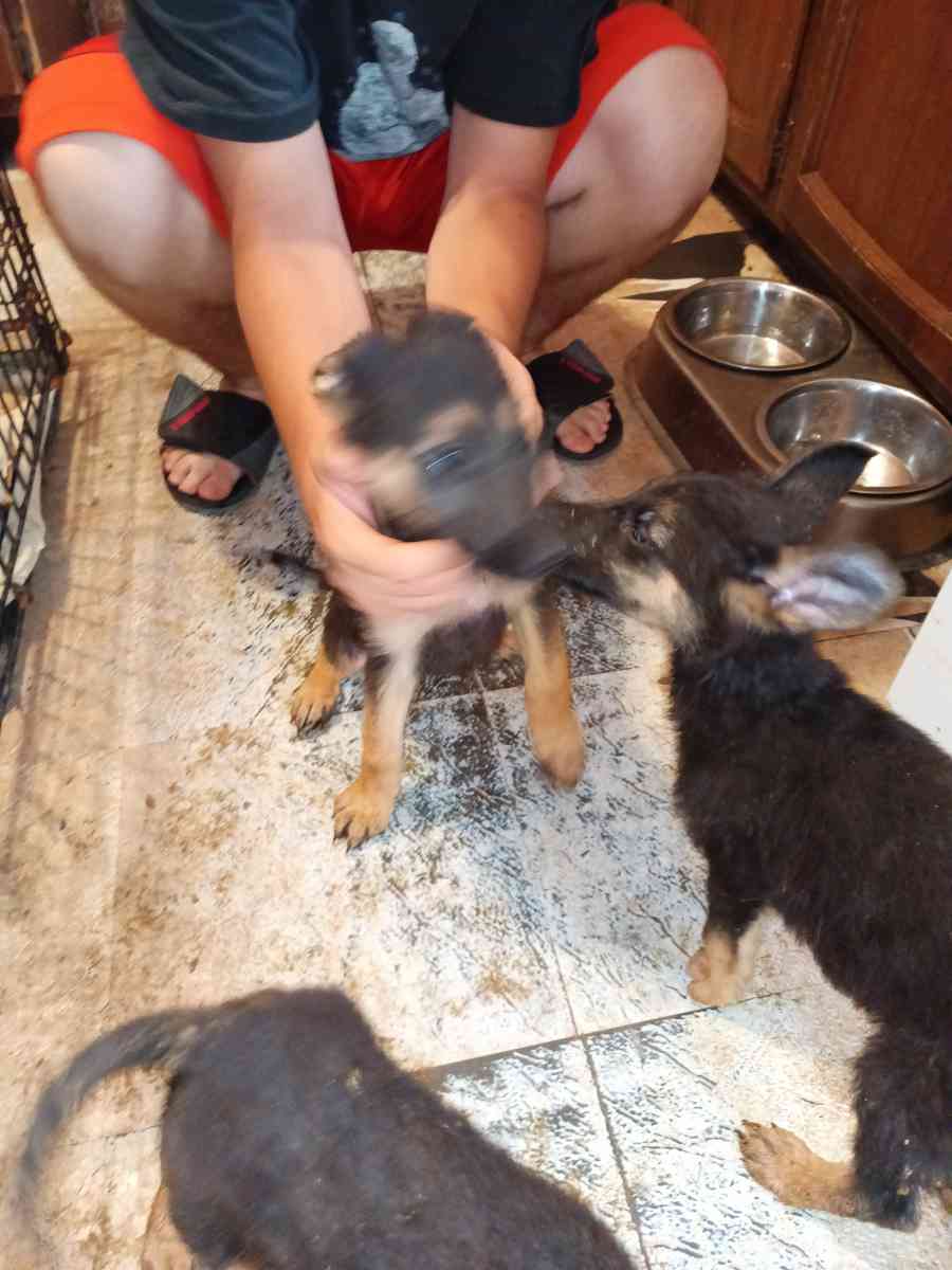 11 weeks old pure breed German Shepherds puppies - Pampa, Texas - FleaMarketBay