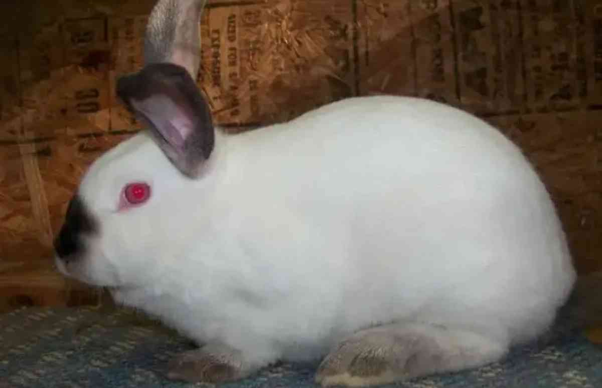 my name is buddy  house rabbit uses kitty litter - Houston, Texas