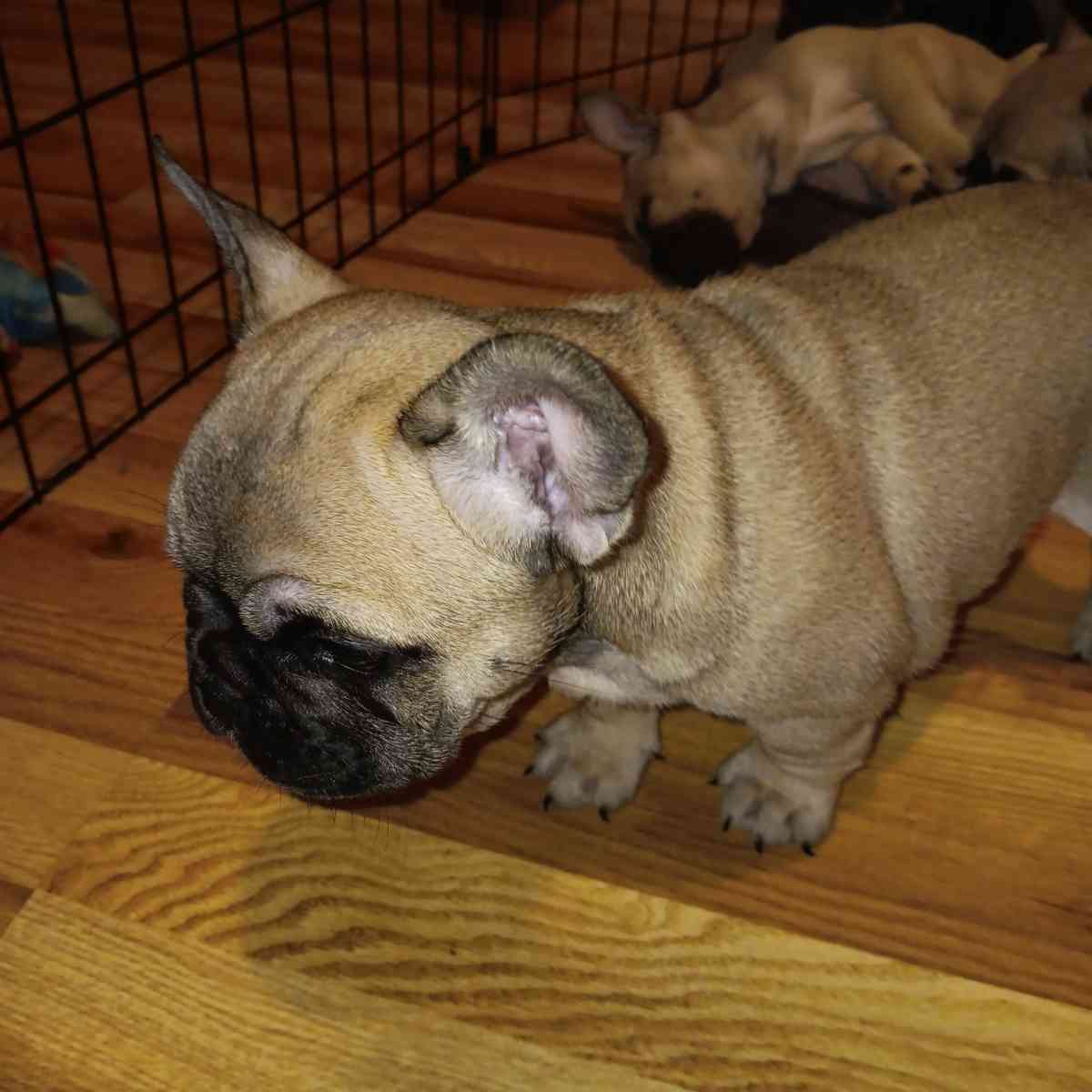 french bulldog puppies - Forney, Texas - FleaMarketBay