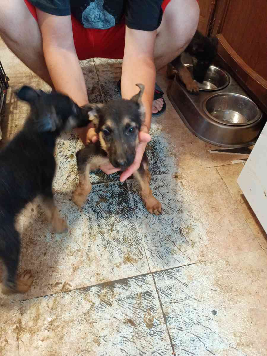 11 weeks old pure breed German Shepherds puppies - Pampa, Texas - FleaMarketBay