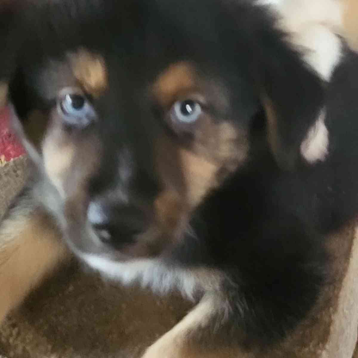 mini aussies - Terrell, Texas