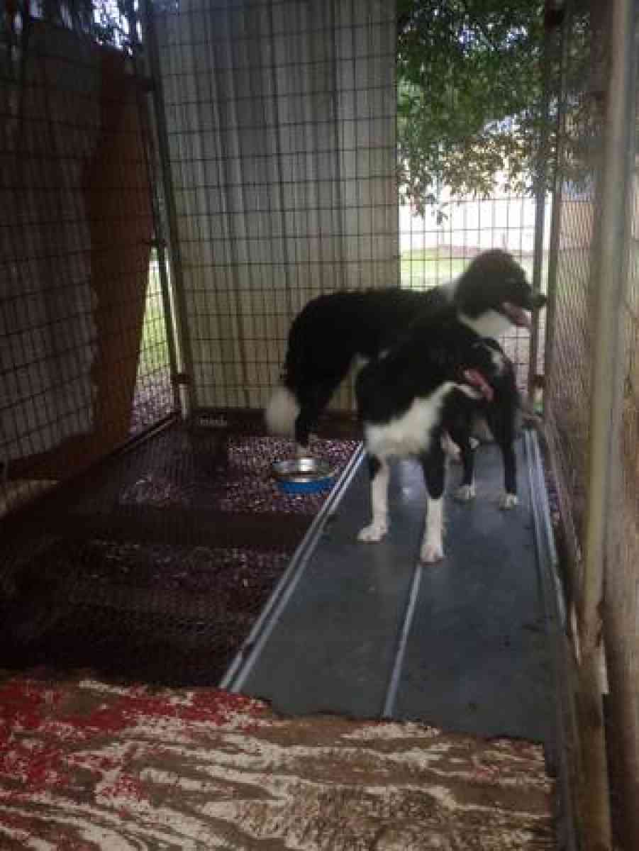 Border Collies puppies - Clewiston, Florida - FleaMarketBay