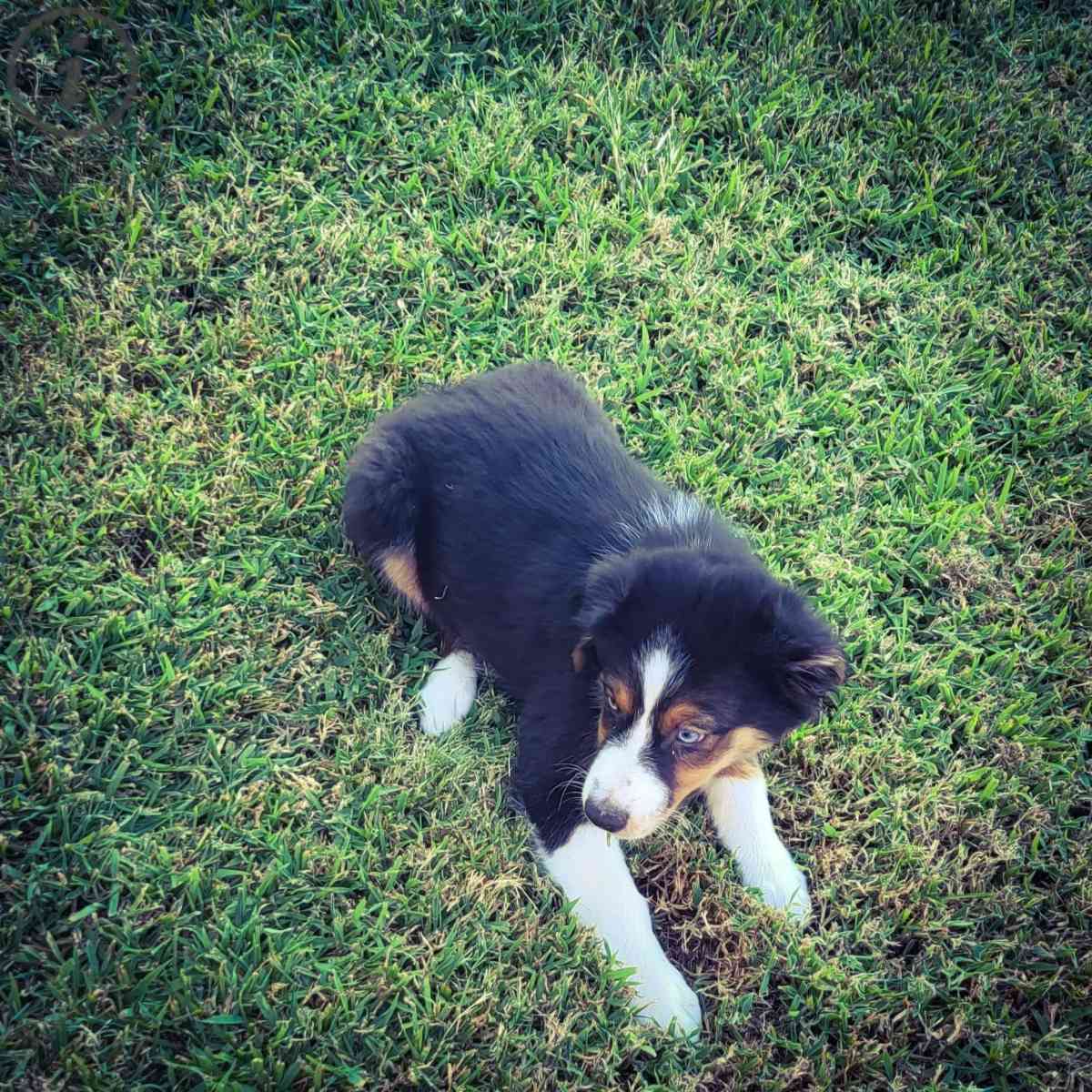 Male aussie - Kaufman, Texas