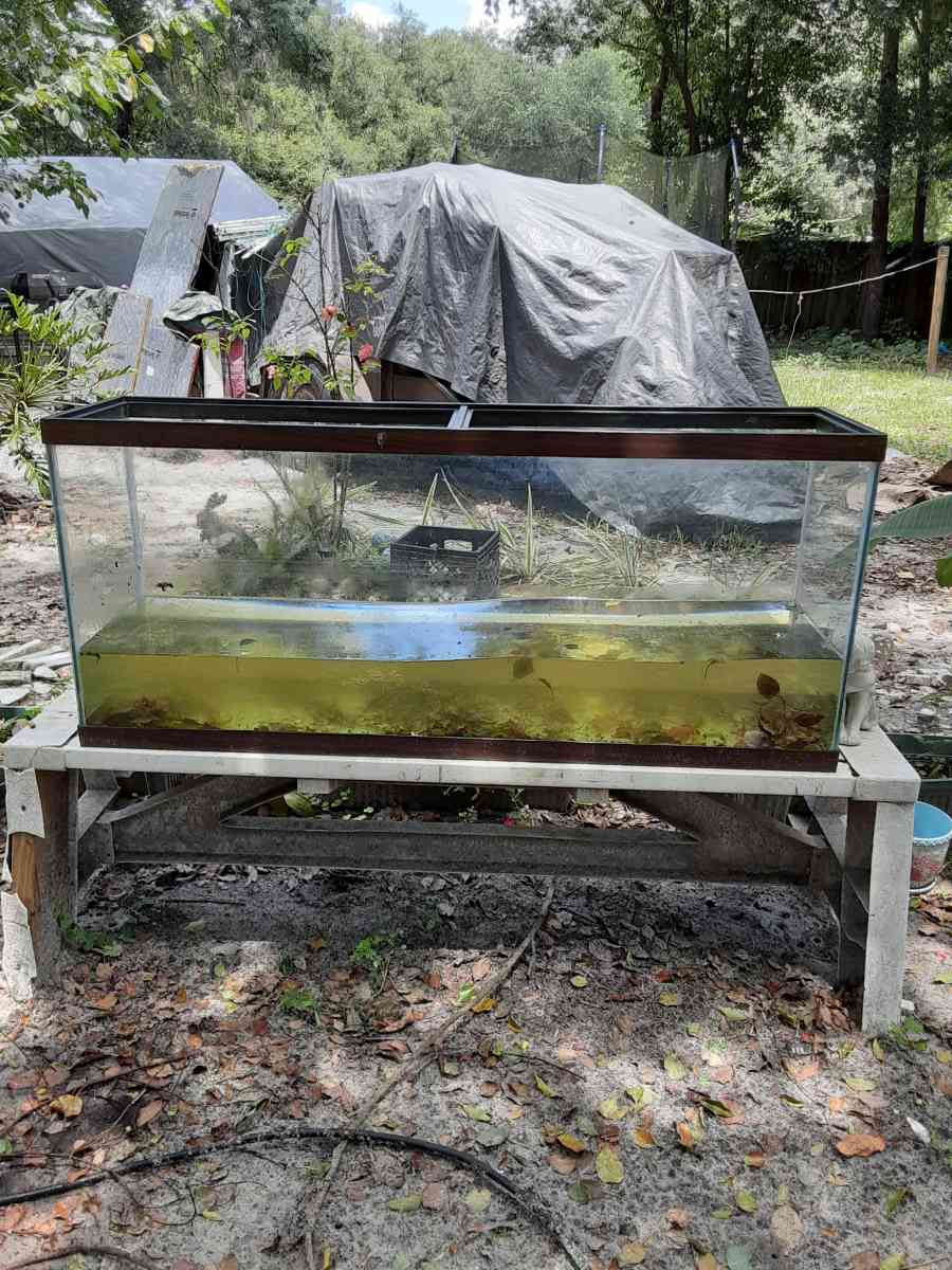 large and small fish tanks the large wood is 50 - Altamonte Springs, Florida
