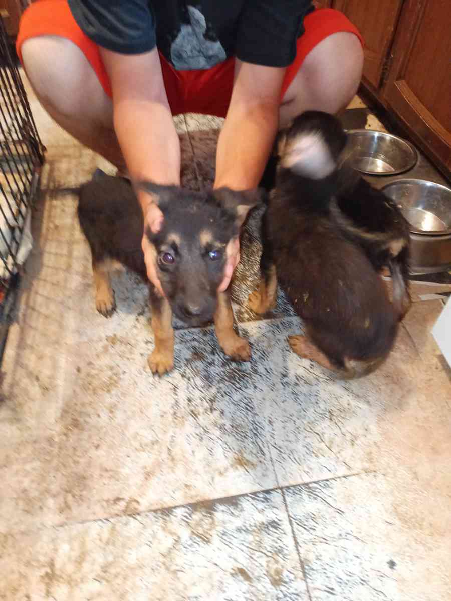 11 weeks old pure breed German Shepherds puppies - Pampa, Texas - FleaMarketBay