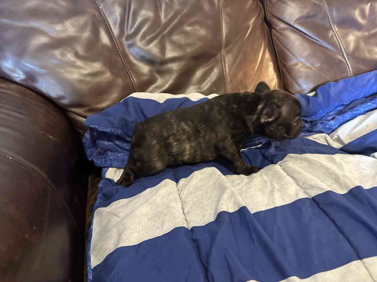 french bulldog puppies - Forney, Texas - FleaMarketBay