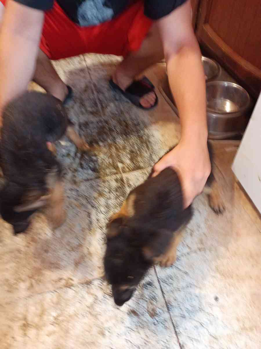 11 weeks old pure breed German Shepherds puppies - Pampa, Texas - FleaMarketBay