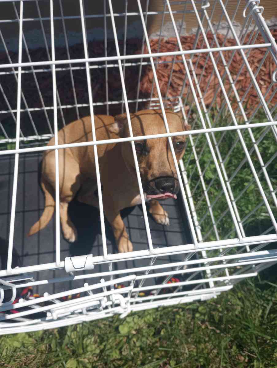 almost 1yr old Chihuahua - Chicago, Illinois - FleaMarketBay