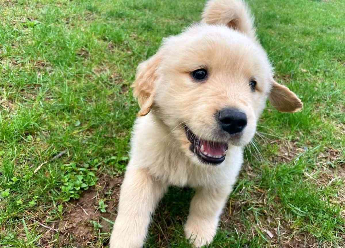 golden retriever puppy - Tampa, Florida