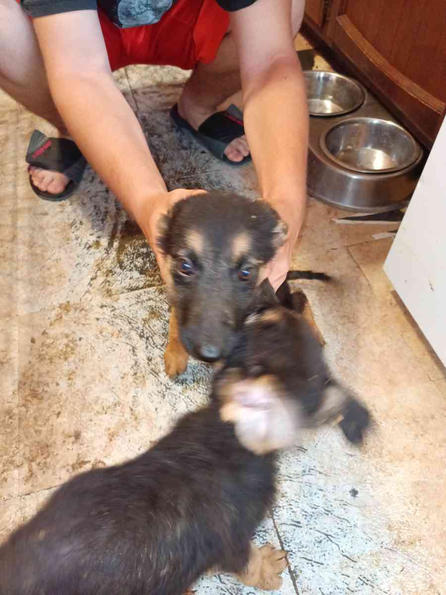 11 weeks old pure breed German Shepherds puppies - Pampa, Texas - FleaMarketBay
