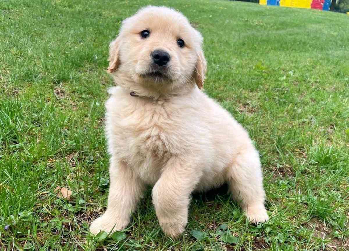 golden retriever puppy - Tampa, Florida - FleaMarketBay