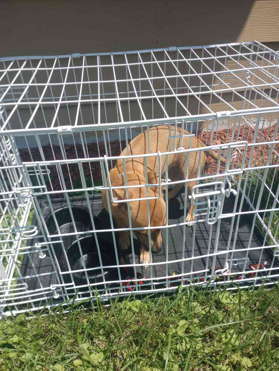 almost 1yr old Chihuahua - Chicago, Illinois - FleaMarketBay