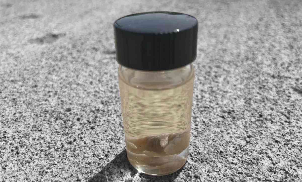 Taxidermy Pinky Mouse - Louisville, Kentucky