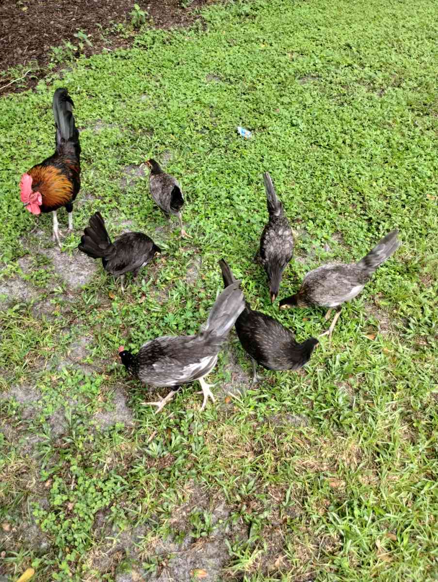 chicken - Altamonte Springs, Florida - FleaMarketBay