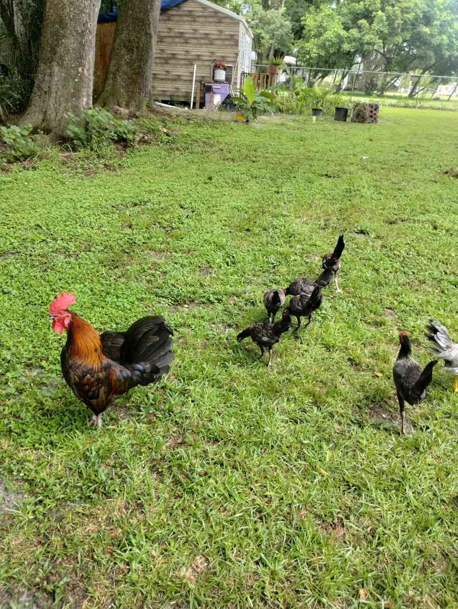 chicken - Altamonte Springs, Florida
