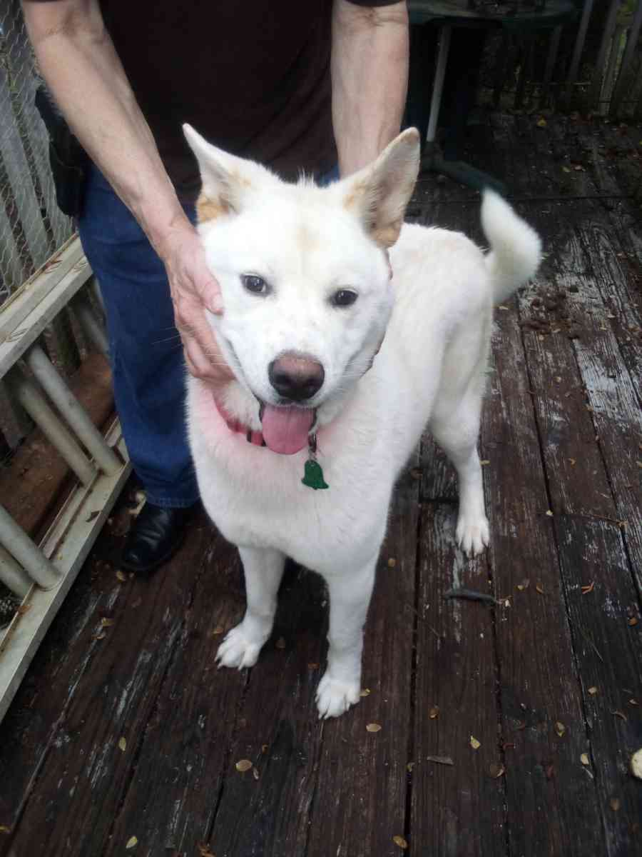 Akita dog - Conyers, Georgia - FleaMarketBay