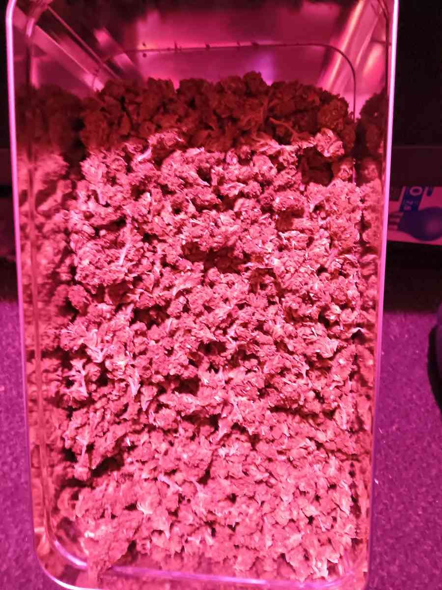 Over Half Pound of Marijuana Gorilla Glue - Saint Paul, Minnesota