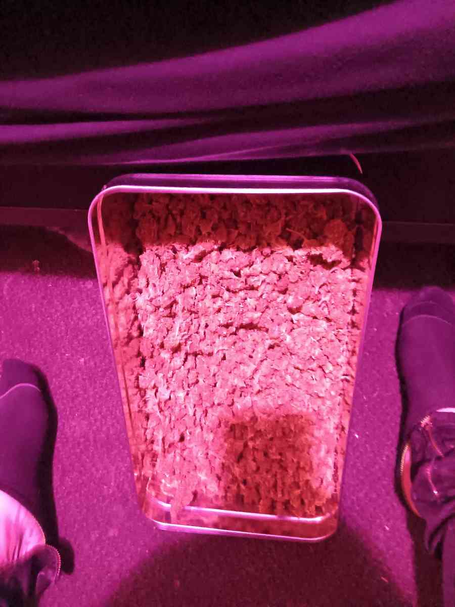 Over Half Pound of Marijuana Gorilla Glue - Saint Paul, Minnesota - FleaMarketBay