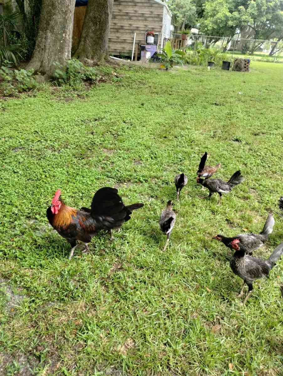 chicken - Altamonte Springs, Florida - FleaMarketBay