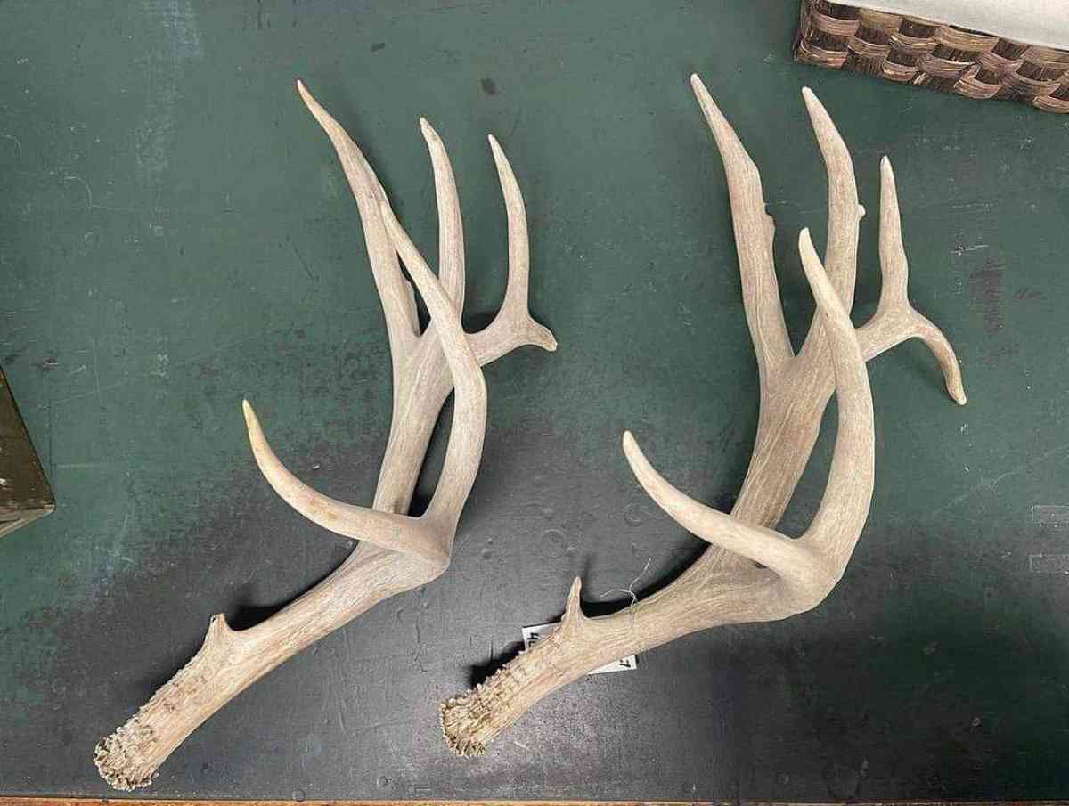 deer antler - Tampa, Florida - FleaMarketBay