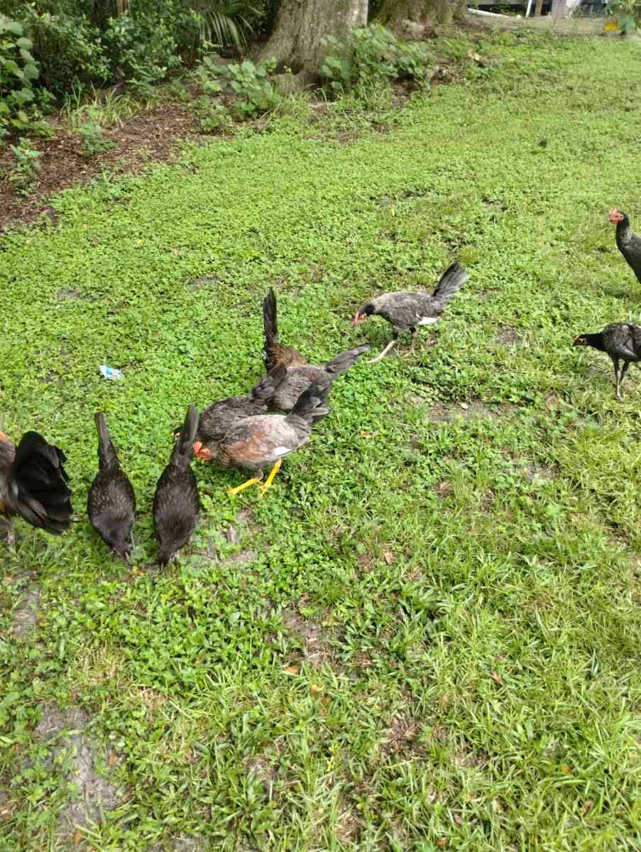 chicken - Altamonte Springs, Florida - FleaMarketBay